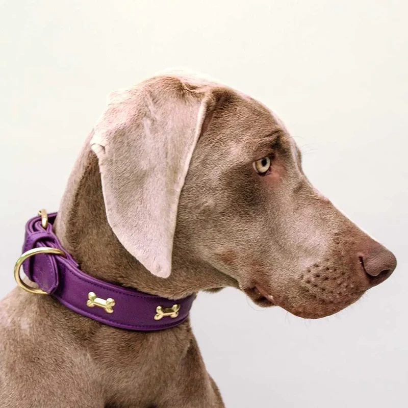 Hundehalsband "Golden Bone" - Lila