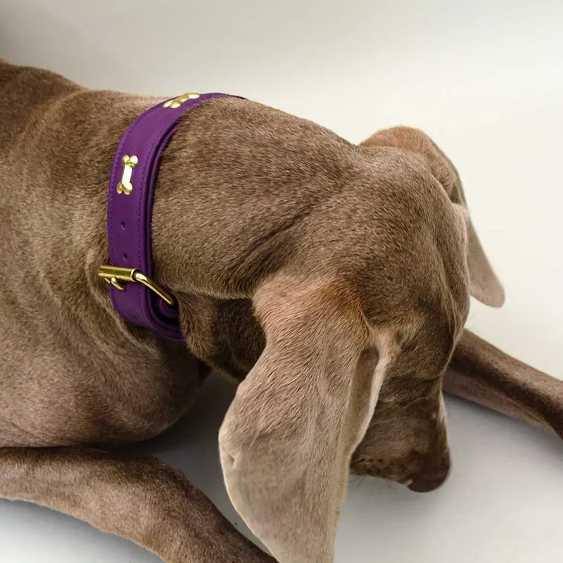 Hundehalsband "Golden Bone" - Lila
