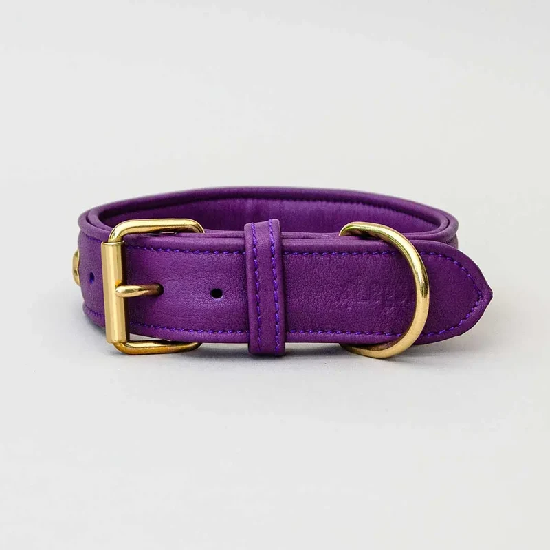 Hundehalsband "Golden Bone" - Lila