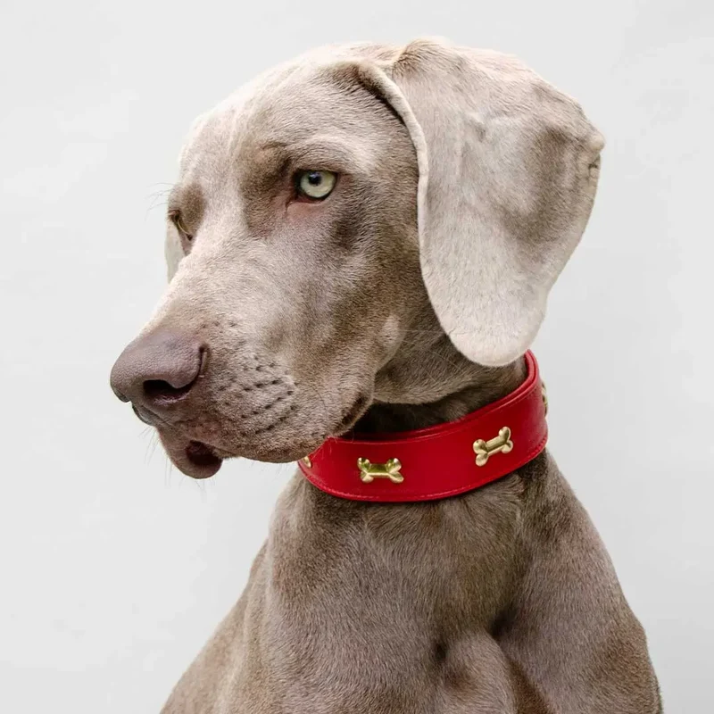 Hundehalsband "Golden Bone" - Red