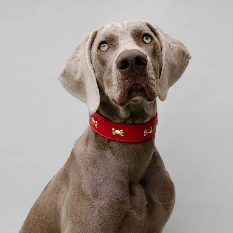 Hundehalsband "Golden Bone" - Red
