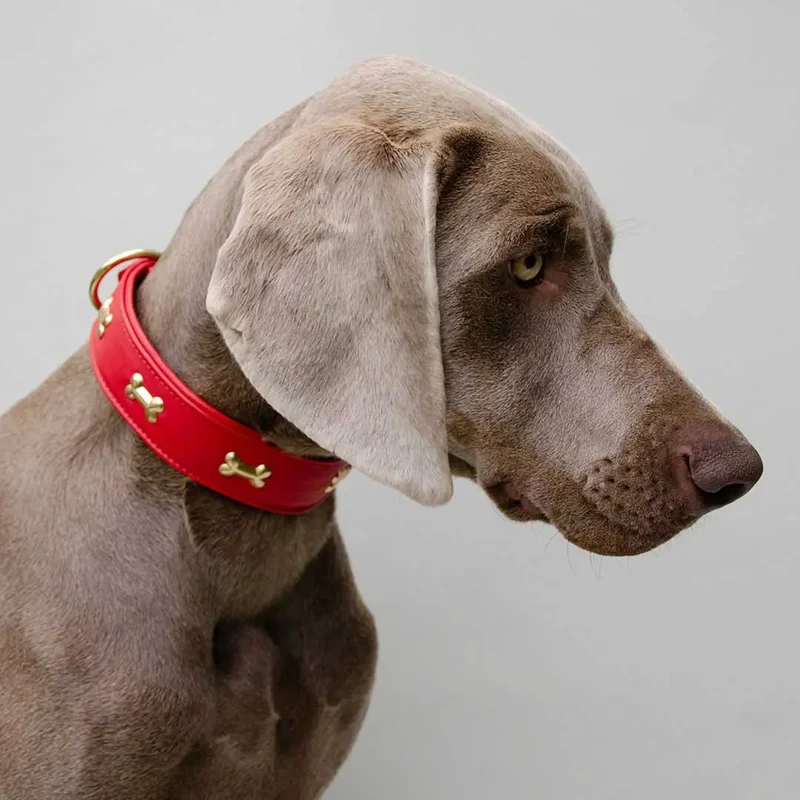 Hundehalsband "Golden Bone" - Red