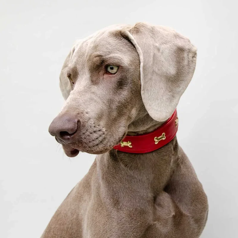 Hundehalsband "Golden Bone" - Red