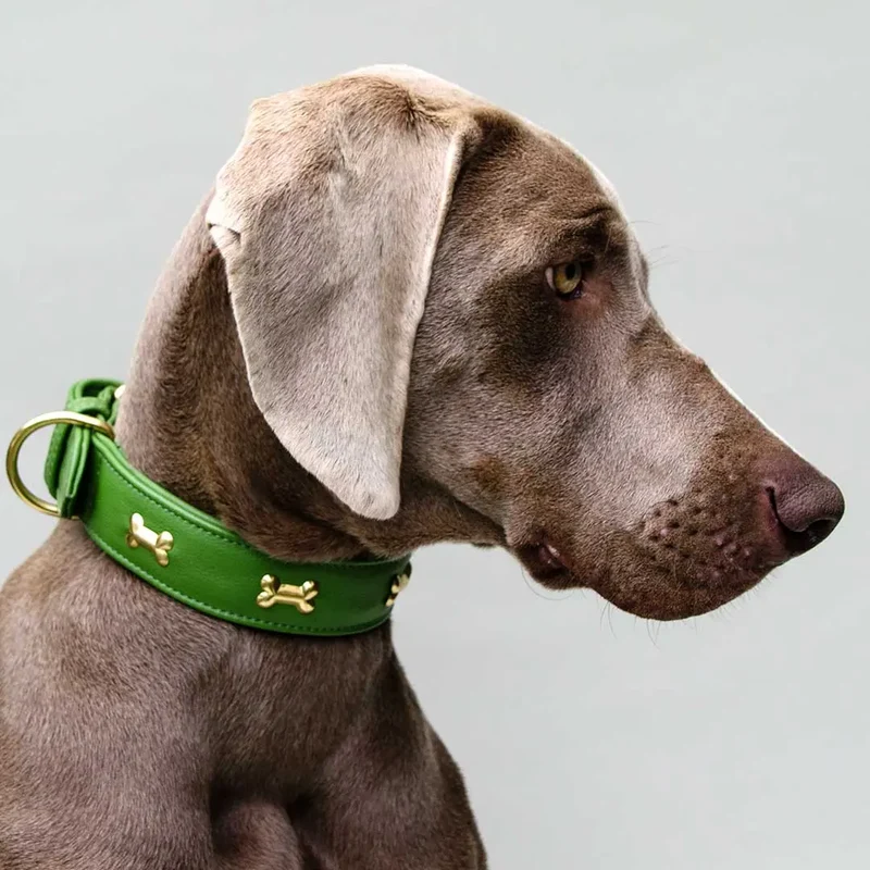Hundehalsband "Golden Bone" - Green