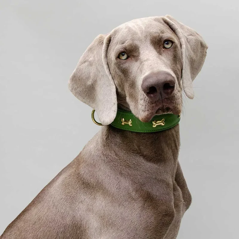 Hundehalsband "Golden Bone" - Green