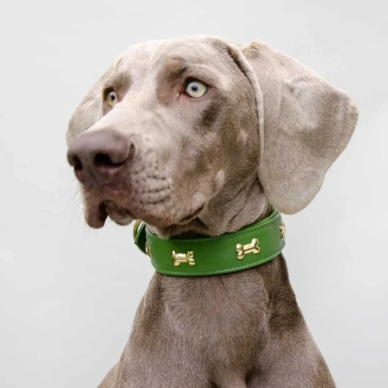 Hundehalsband "Golden Bone" - Green