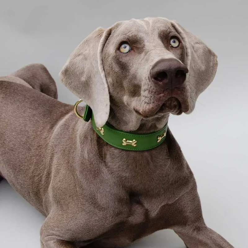 Hundehalsband "Golden Bone" - Green