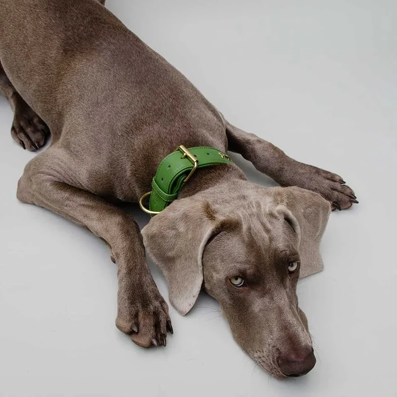 Hundehalsband "Golden Bone" - Green