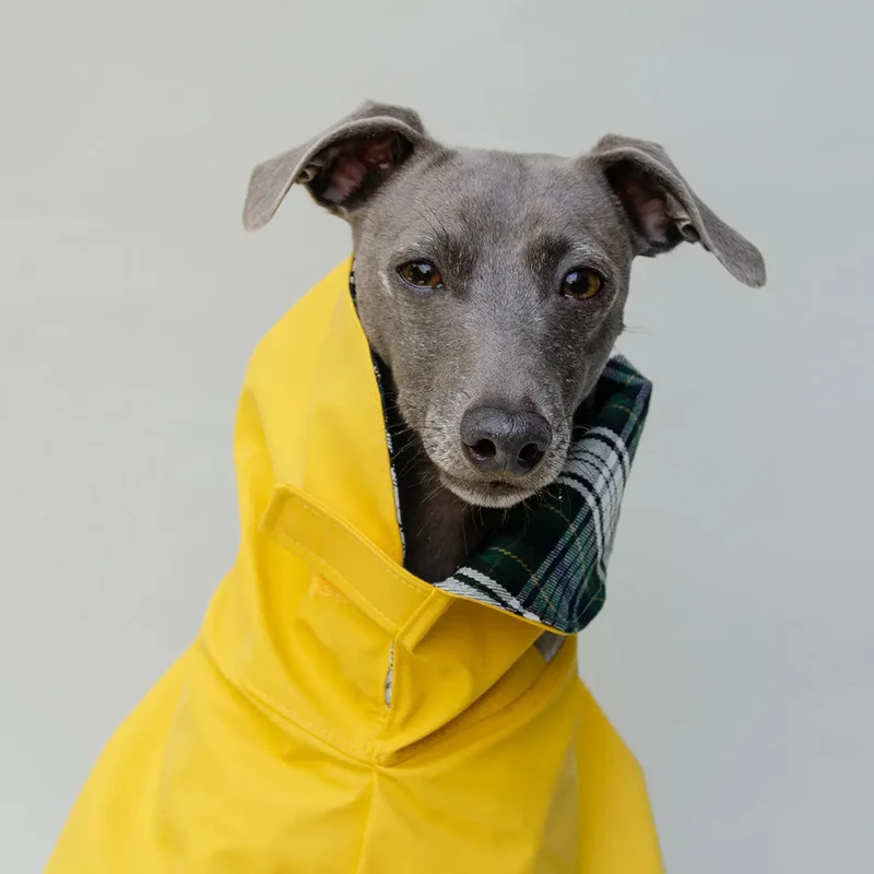 Kuscheliger Regenmantel für Hunde "Safe From Rain" yellow