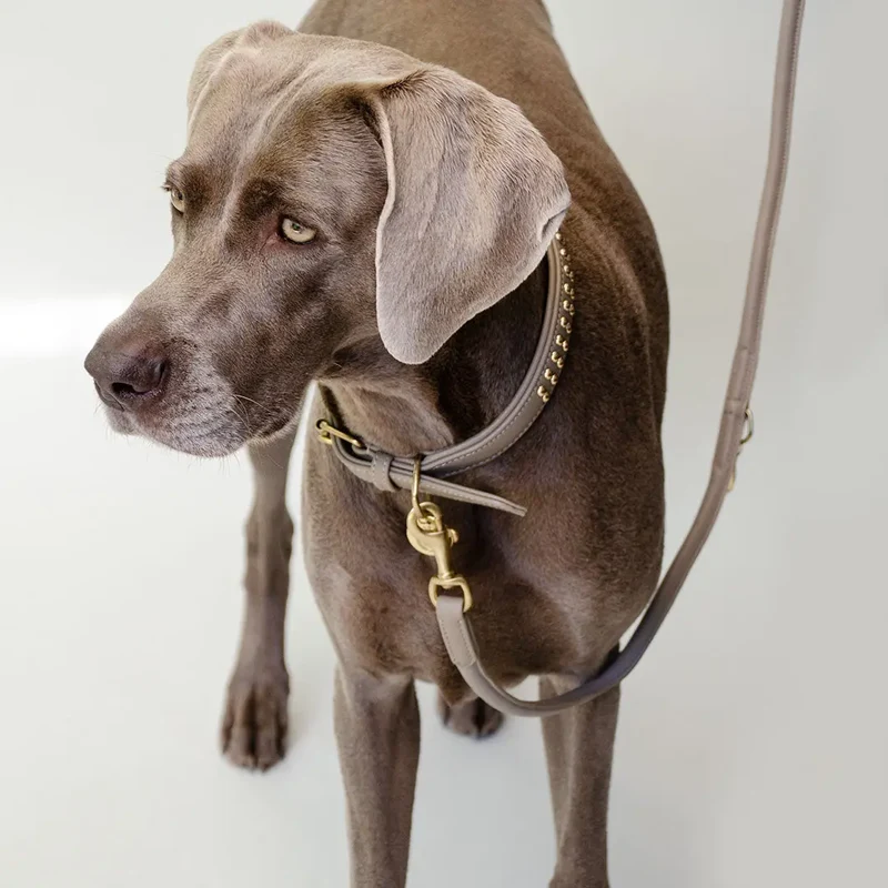 Gepolstertes Hundehalsband "You Rock" - Taupe