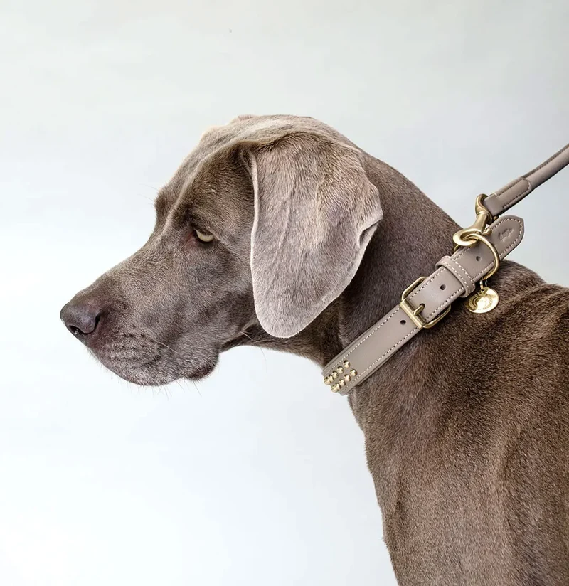 Gepolstertes Hundehalsband "You Rock" - Taupe