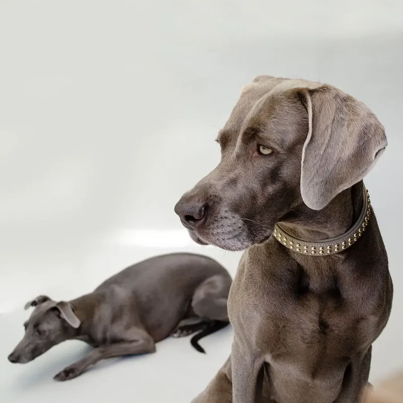 Gepolstertes Hundehalsband "You Rock" - Taupe