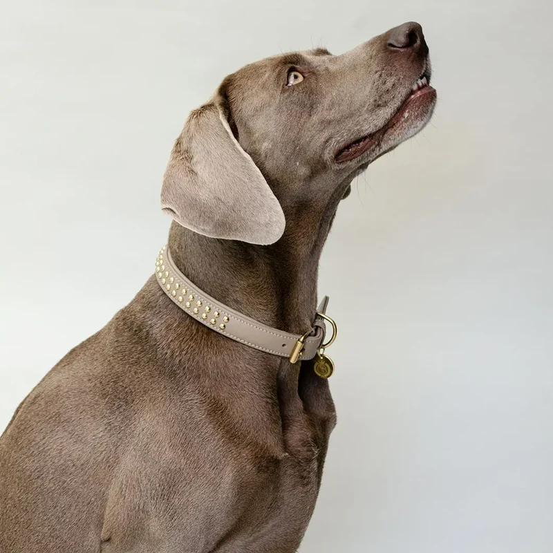 Gepolstertes Hundehalsband "You Rock" - Taupe