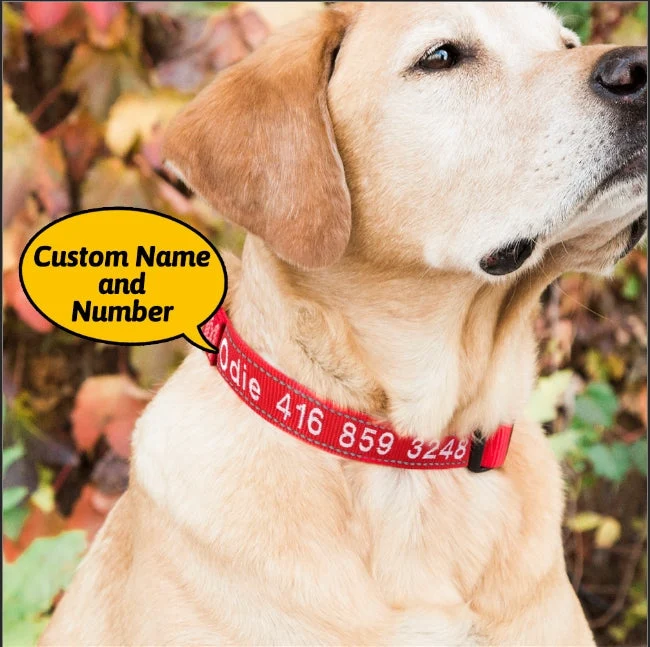 Personalisiertes Hundehalsband für Hundeleine