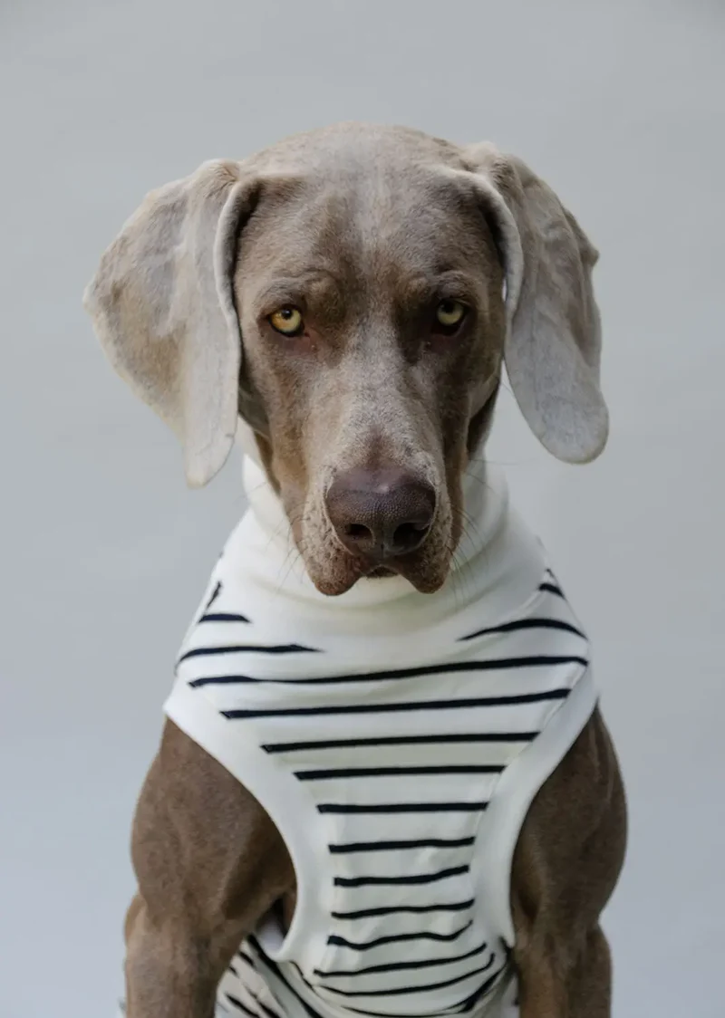 Hundeshirt "BRETAGNE" off white-streifen