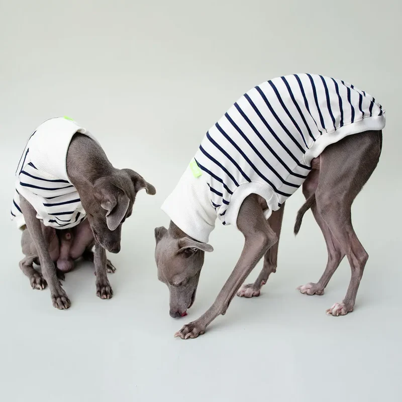 Hundeshirt "BRETAGNE" off white-streifen