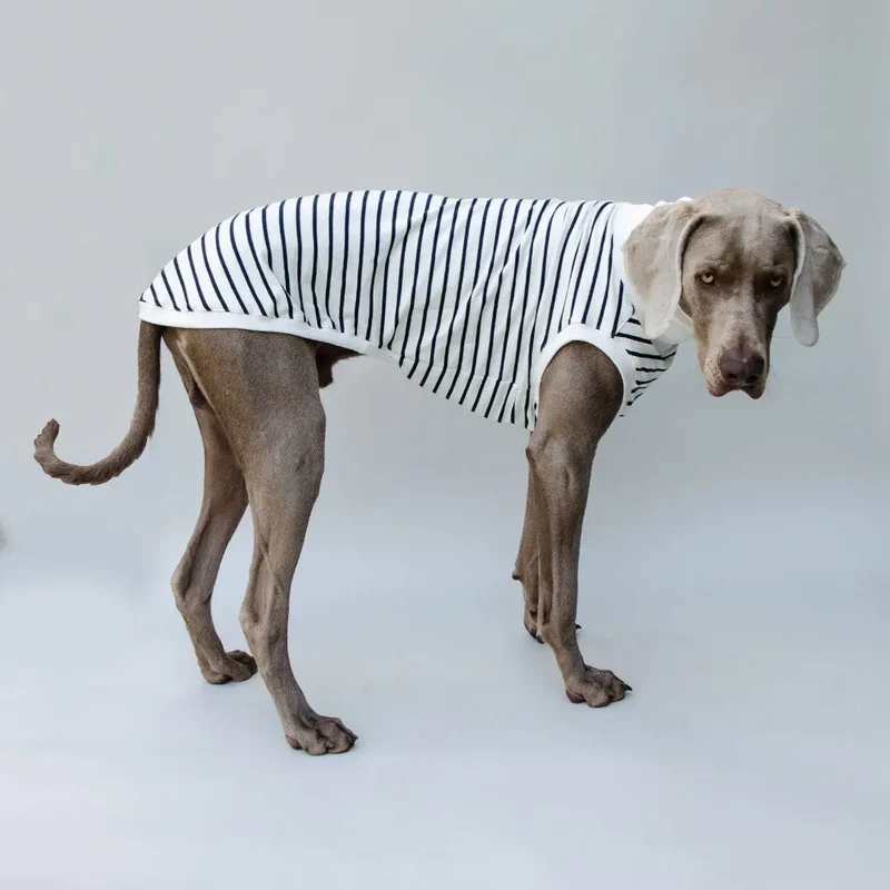 Hundeshirt "BRETAGNE" off white-streifen