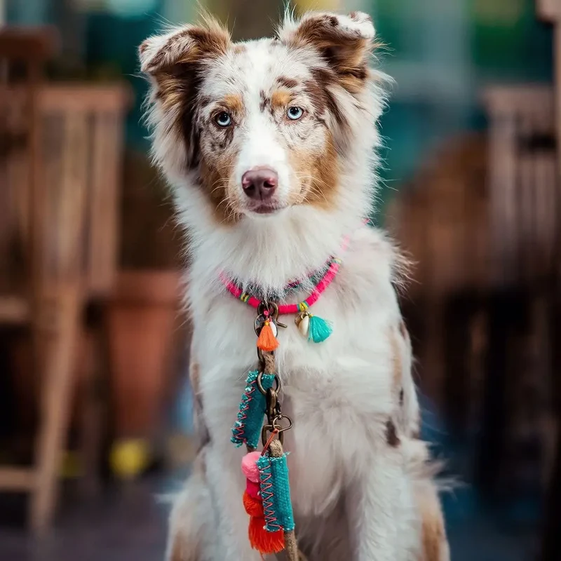 Bohemian Hundekette - "ibiza jewel PINK"