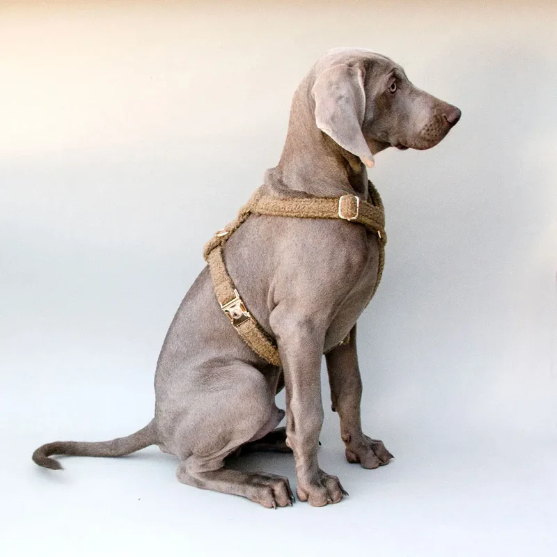 Kuscheliges Hundegeschirr „Teddybaer“
