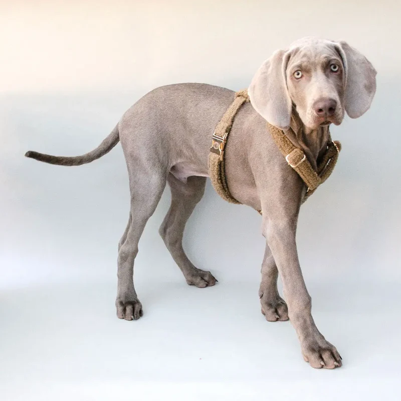 Kuscheliges Hundegeschirr „Teddybaer“
