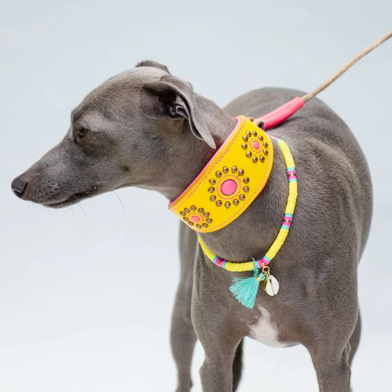 Hundehalsband für Windhunde - "Longnose Yellow Sunshine"