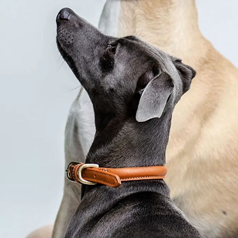 Hundehalsband aus Leder "simply chic" - London Tan