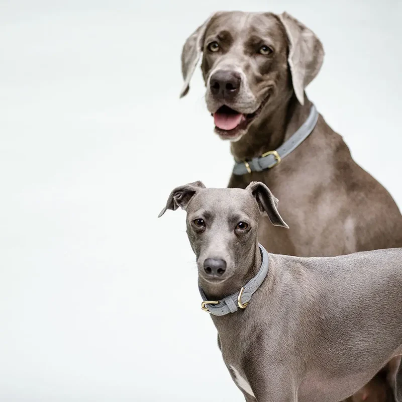 Hundehalsband aus Leder "simply chic" - grau