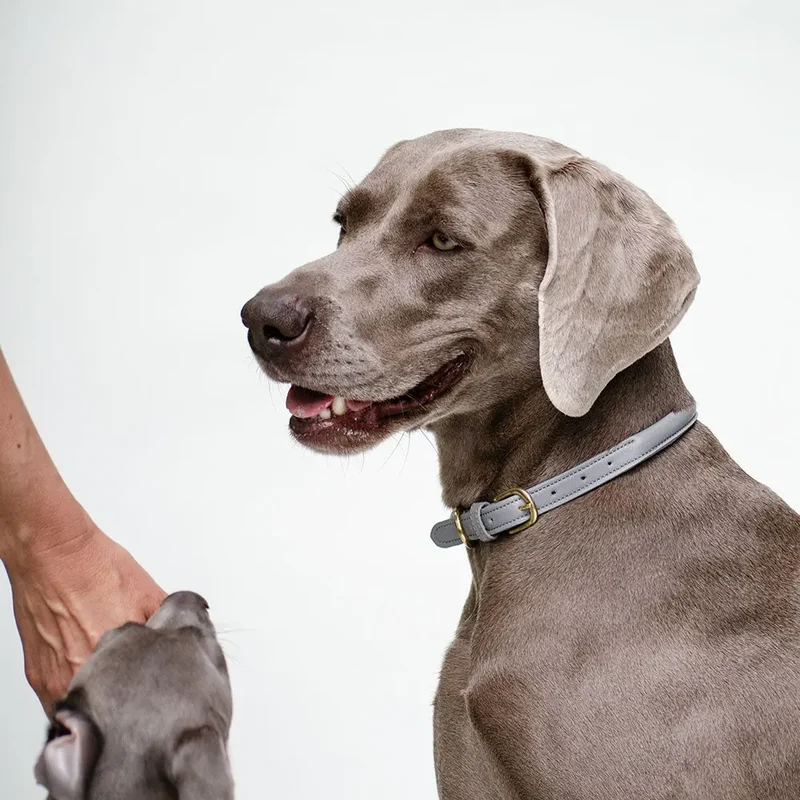 Hundehalsband aus Leder "simply chic" - grau