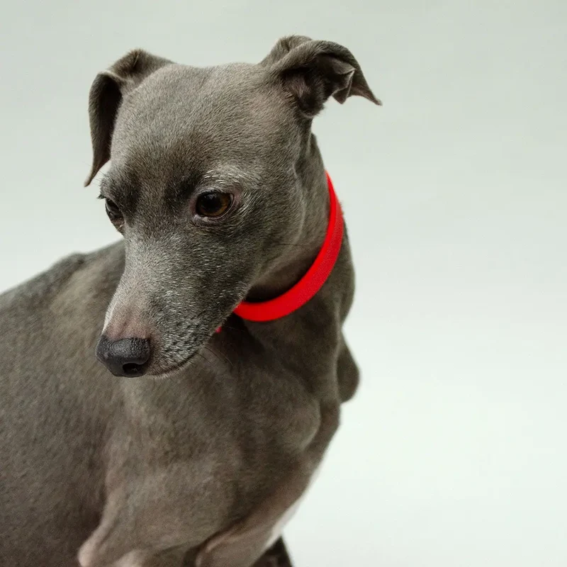 Wasserfestes Hundehalsband - "Soft & Safe"