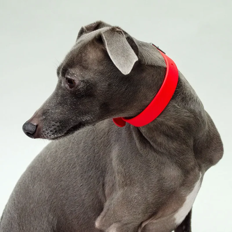 Wasserfestes Hundehalsband - "Soft & Safe"
