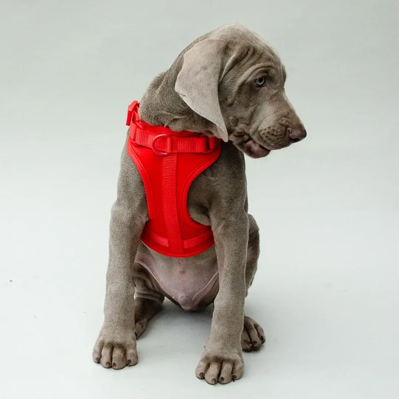 Hundegeschirr - "Soft & Safe" red