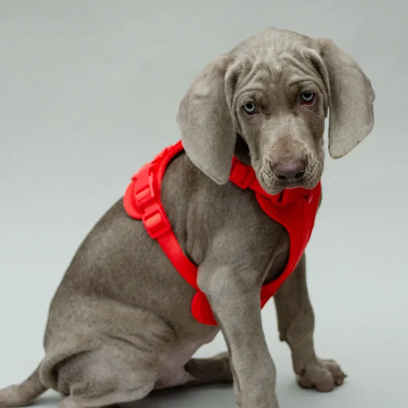 Hundegeschirr - "Soft & Safe" red