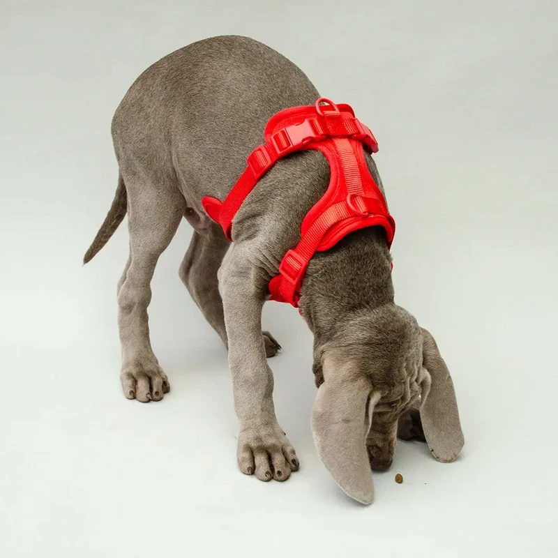 Hundegeschirr - "Soft & Safe" red