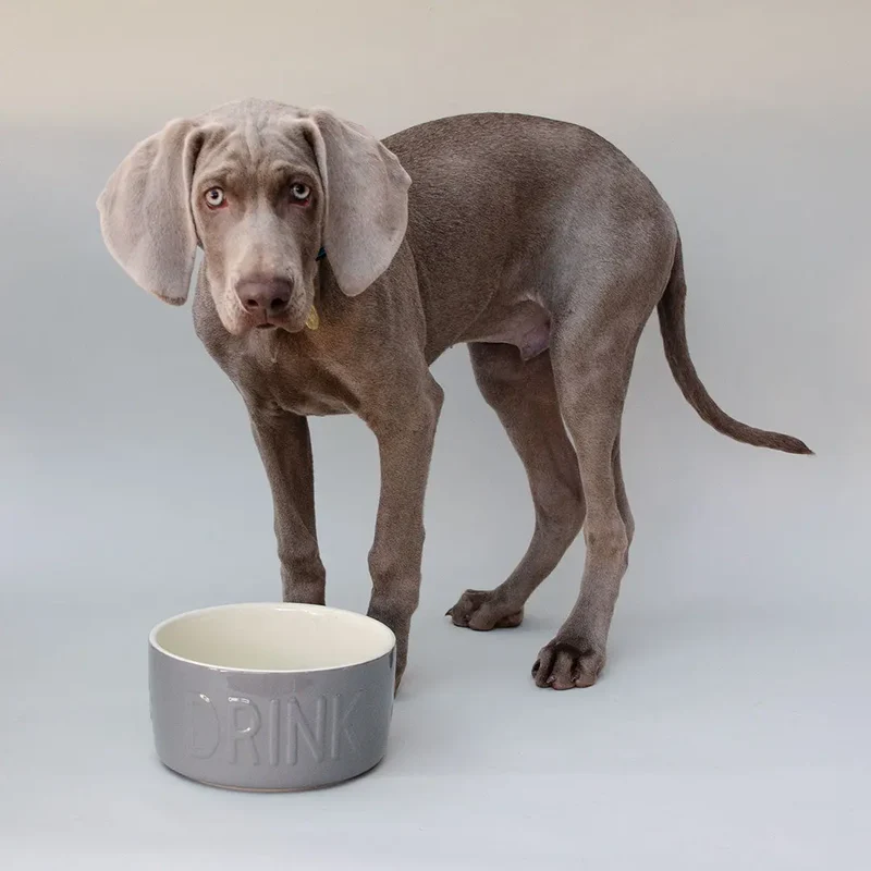 "Drink" Bowl - Trinknapf für Hunde