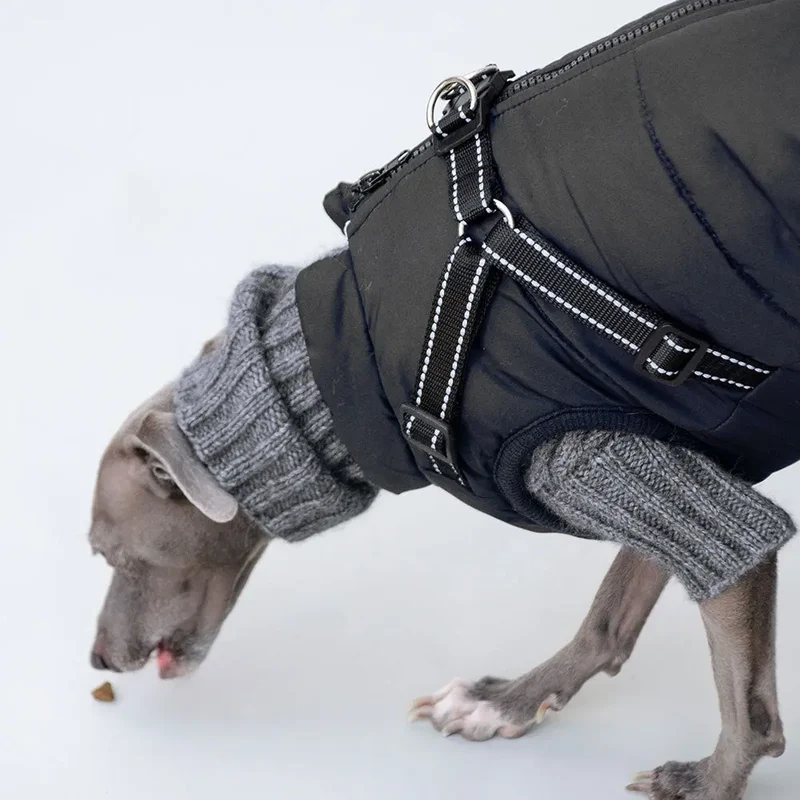 Sportswear Jacke für Hunde - schwarz