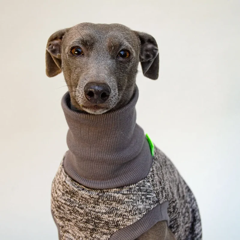 Hunde-Shirt "Super Dry" - mocca