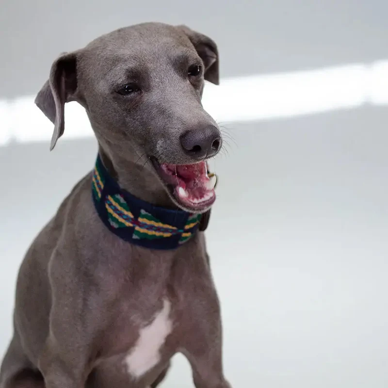 Bohemian Hundehalsband - "Blue Tribal Collar" - Buddys