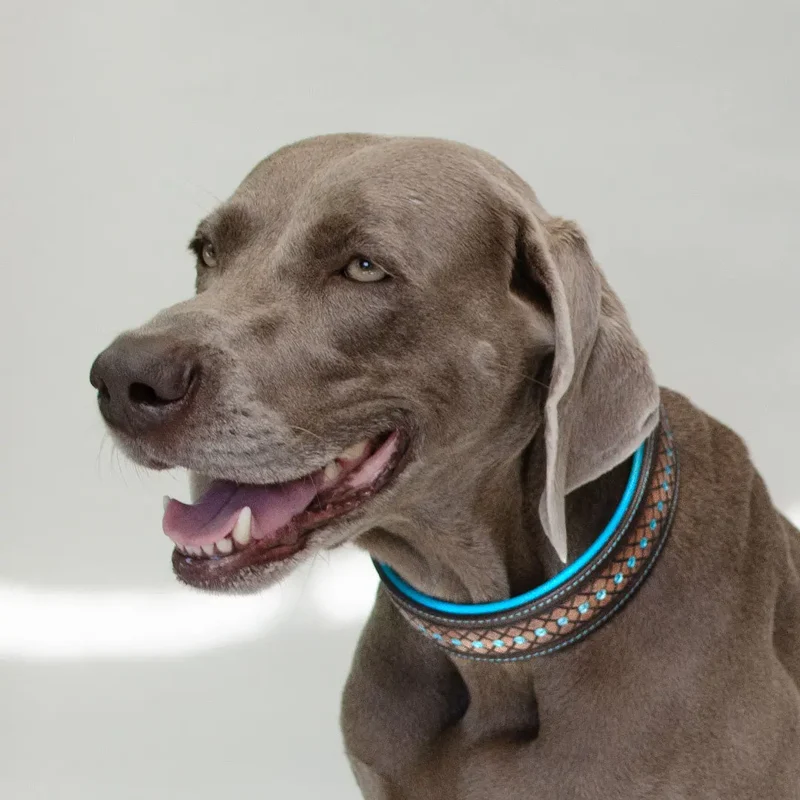 Hundehalsband im Westernstyle "Yellowstone"