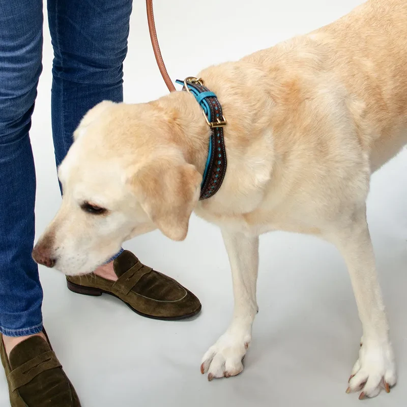 Hundehalsband im Westernstyle "Yellowstone"