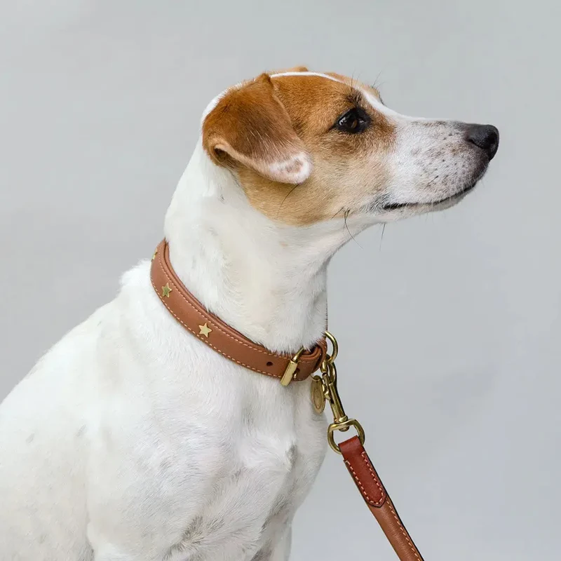 Gepolstertes Lederhalsband "Star of the Day" - Tan