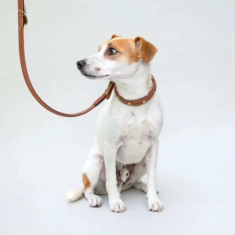 Gepolstertes Lederhalsband "Star of the Day" - Tan