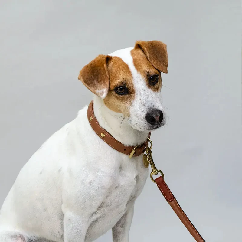 Gepolstertes Lederhalsband "Star of the Day" - Tan
