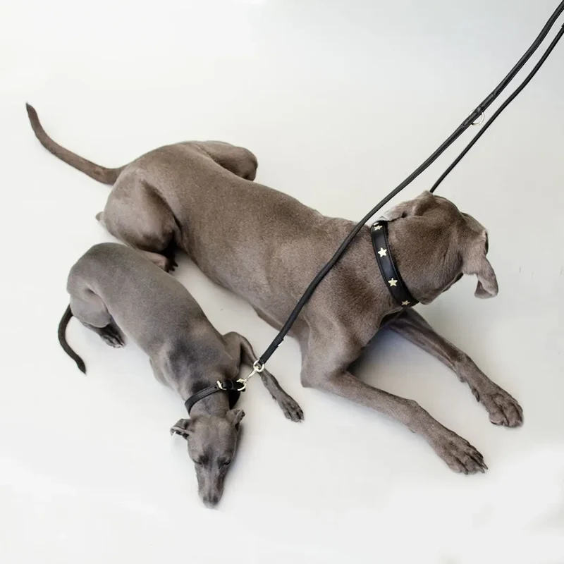 Hundehalsband aus Leder "Star of the Day" - schwarz
