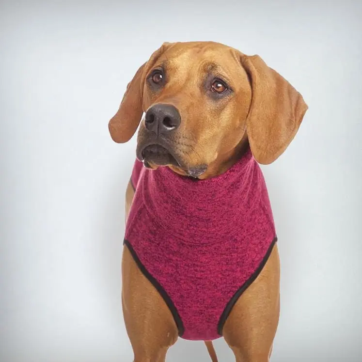 der sportliche Hundejumper - „Hachico JUMPER Vol. 2“ - fuchsia - SDW