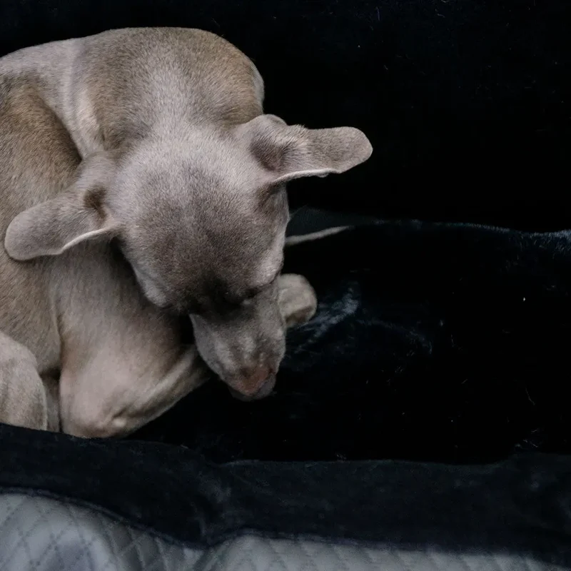 Hundeautositz „Black Magic" – XXL