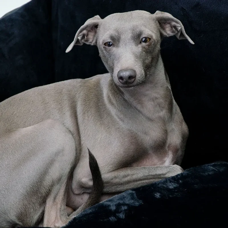 Hundeautositz „Black Magic" – XXL