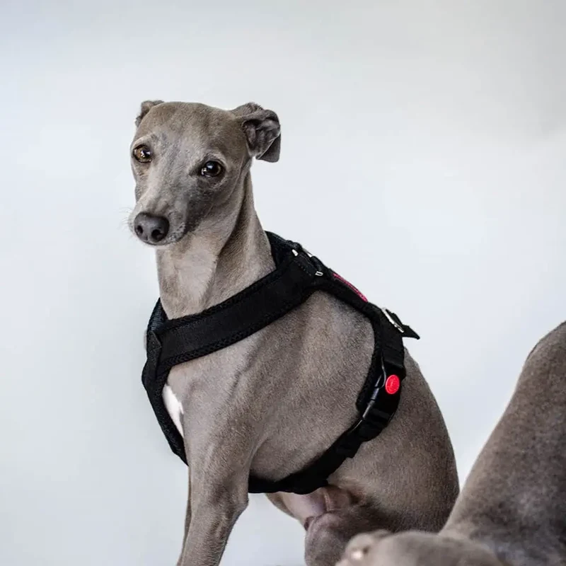 Sofa Dog Wear Sportgeschirr "Little" - black