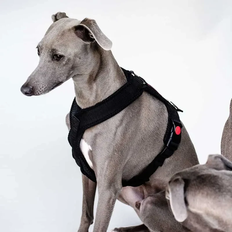 Sofa Dog Wear Sportgeschirr "Little" - black