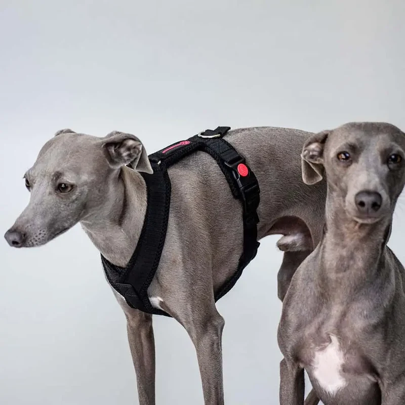 Sofa Dog Wear Sportgeschirr "Little" - black