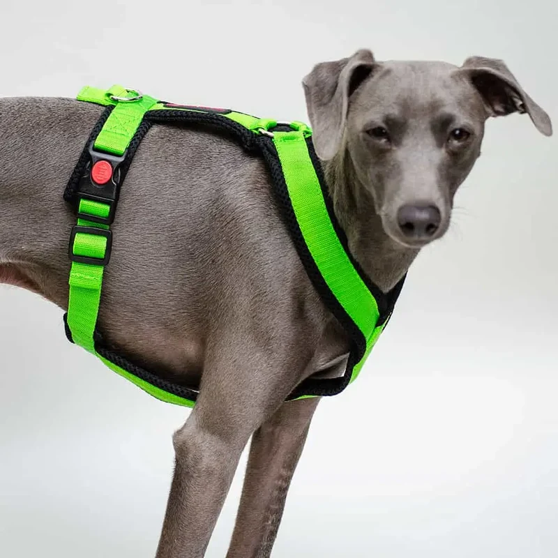 Sofa Dog Wear Geschirr "Little" - green